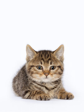 A baby tabby cat, cub, close-up image, clean indoor background