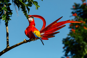 a red macaw parrot sitting on a branch against a background of blue sky and tropical greenery