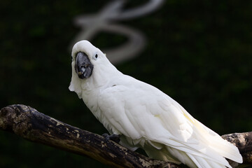 White cockatoo parrot sitting on a branch on a dark background in sunlight in Bali Island Park
