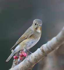 Red flanked Bush Robin,Tarsiger cyanurus,live in China(Tarsiger cyanurus cyanurus)