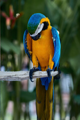 macaw parrot blue yellow color, sitting on a branch against a background of tropical greenery