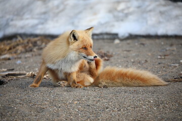 cute red fox sitting on the ground