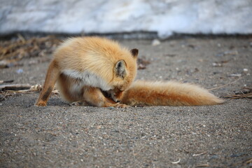 cute red fox sitting on the ground