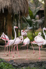 Pink flamingos are wading birds of the family Phoenicopteridae, in tropical greenery, in the Bali Island Park Indonesia
