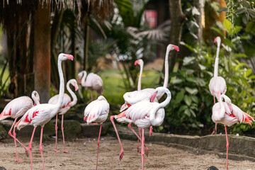 Pink flamingos are wading birds of the family Phoenicopteridae, in tropical greenery, in the Bali Island Park Indonesia