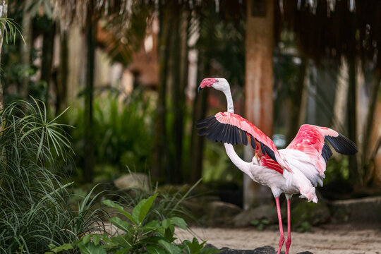 Pink flamingo are wading birds of the family Phoenicopteridae, in tropical greenery, in the Bali Island Park Indonesia