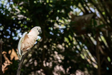 a white cockadoo parrot sitting on a branch against a background of tropical greenery