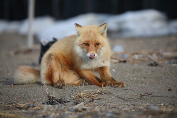 cute red fox sitting on the ground