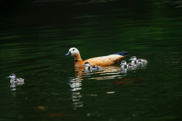 Ruddy Shelduck, Tadorna ferruginea, Ruddy Shelduck and its babies living in China