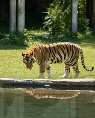 beautiful sumatran a tiger walks on the grass near a pond, at a tiger show in the national park