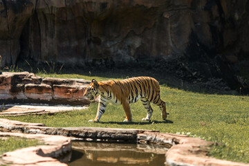 beautiful sumatran a tiger walks on the grass near a pond, at a tiger show in the national park