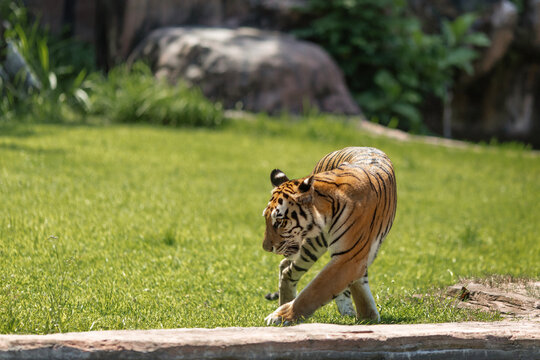 beautiful sumatran a tiger walks on the grass near a pond, at a tiger show in the national park