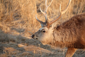 Deer face illuminated by the morning sun
