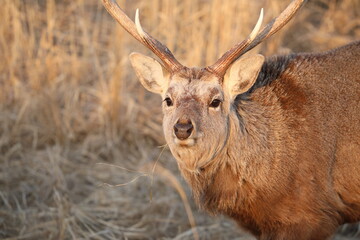 Deer face illuminated by the morning sun