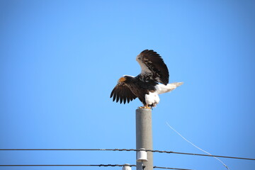 Steller's sea eagle pooping on a utility pole