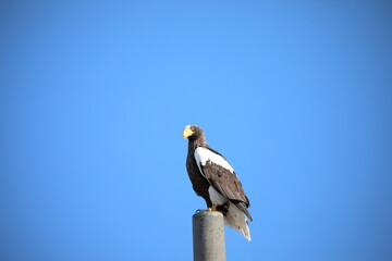 Steller's sea eagle on a telephone pole