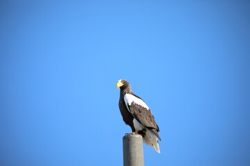 Steller's sea eagle on a telephone pole
