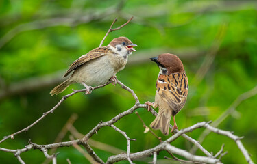 Sparrows are feeding their cubs, a warm picture of maternal love