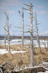 the landscape of Todowara called the end of the world in Hokkaido, Japan