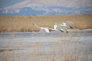 landing swans on the frozen lake