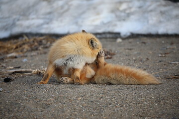 cute red fox sitting on the ground