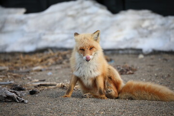 cute red fox sitting on the ground