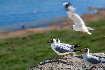 Brown-headed Gull living in Pangong Lake, Tibet, China(Larus brunnicephalus Jerdon)