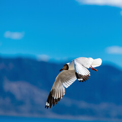 Brown-headed Gull living in Pangong Lake, Tibet, China(Larus brunnicephalus Jerdon)