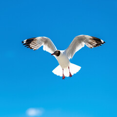 Brown-headed Gull living in Pangong Lake, Tibet, China(Larus brunnicephalus Jerdon)