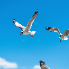 Brown-headed Gull living in Pangong Lake, Tibet, China(Larus brunnicephalus Jerdon)