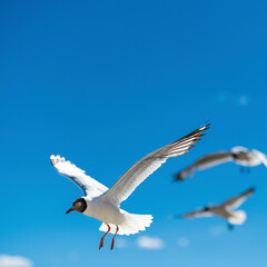 Brown-headed Gull living in Pangong Lake, Tibet, China(Larus brunnicephalus Jerdon)