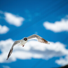 Brown-headed Gull living in Pangong Lake, Tibet, China(Larus brunnicephalus Jerdon)