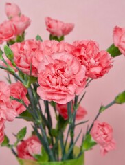 Bouquet of fresh pink bush carnations on a pink background - 593943263