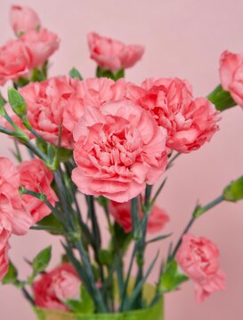 Bouquet of fresh pink bush carnations on a pink background