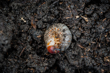 European rhinoceros beetle Oryctes nasicornis larva in compost