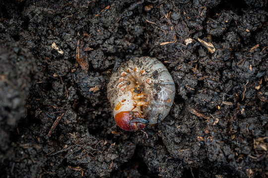 European rhinoceros beetle Oryctes nasicornis larva in compost