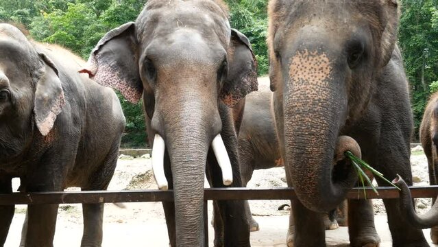 A herd of elephants in the zoo stands in a enclosure waiting for zoo visitors to feed them with banana and sugarcane.