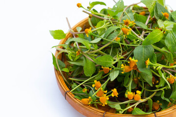 Yellow flower with green leaves of acmella oleracea or toothache plant on white background