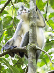 Portrait of Thomas Leaf Monkey in the trees and sorrounded by leaves in the jungle in Gunung Leuser Nationalpark, Bukit Lawang, Sumatra, Indonesia