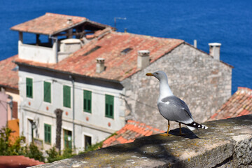 A seagull in the town of Vrsar, Istria, Croatia.