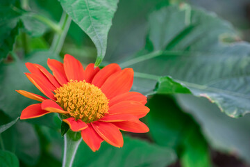 orange zinnia flowers on a sunny day