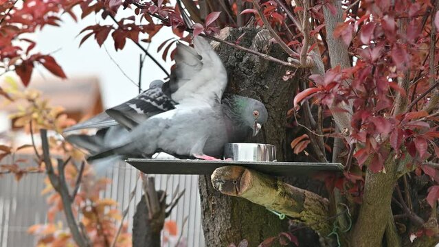 pigeons, oiseaux des villes, colombes, tourterelles, forets , arbres, nature ,plumes, becs,