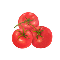 Watercolor drawings of three red ripe fresh tomatoes