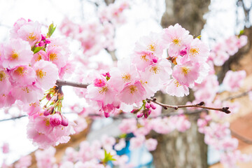  beautiful branches of pink Cherry blossoms, Beautiful Sakura flowers during spring season in the park, Flora pattern texture, Nature floral background.