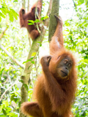 Two Orangutang babies in the trees of Gunung Leuser Nationalpark, Sumatra, Indonesia