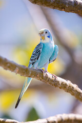 Papagai sitzt auf einem Baum mit weichen Hintergrund