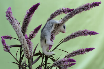 A young sugar glider was looking for food in a flowering betel palm tree. This mammal has the...