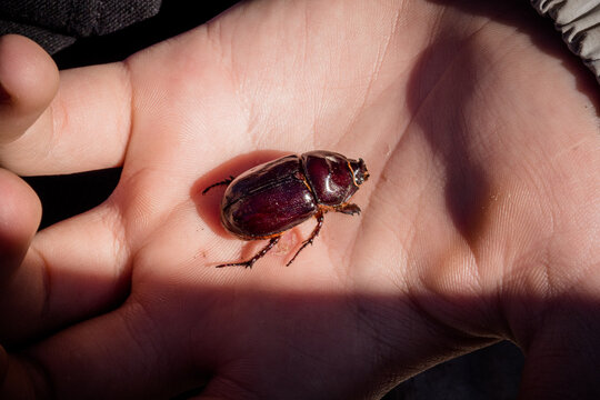 European rhinoceros beetle on child's hand. concept of nature conservation