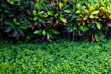 Background textures of ornamental pine trees in Saratha Park