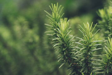 Fresh green rosemary herbal texture background